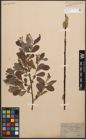 Foto von Salix cinerea L.